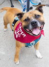 adoptable Dog in princeton, MN named Jack Jack