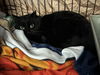adoptable Cat in princeton, MN named Bugg