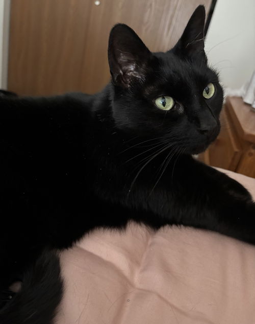 picture of the cat needing adoption