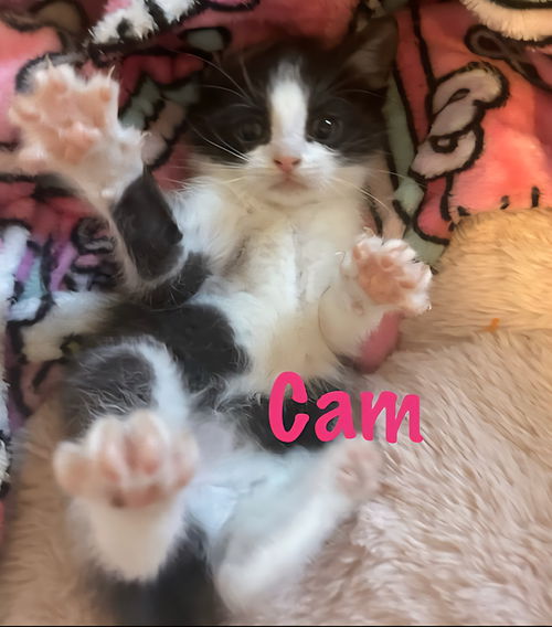 picture of the cat needing adoption