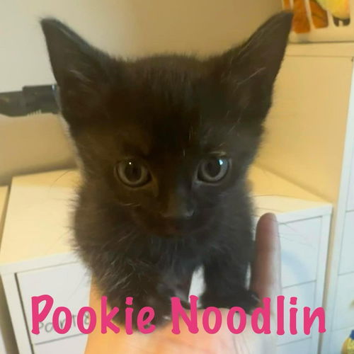 picture of the cat needing adoption