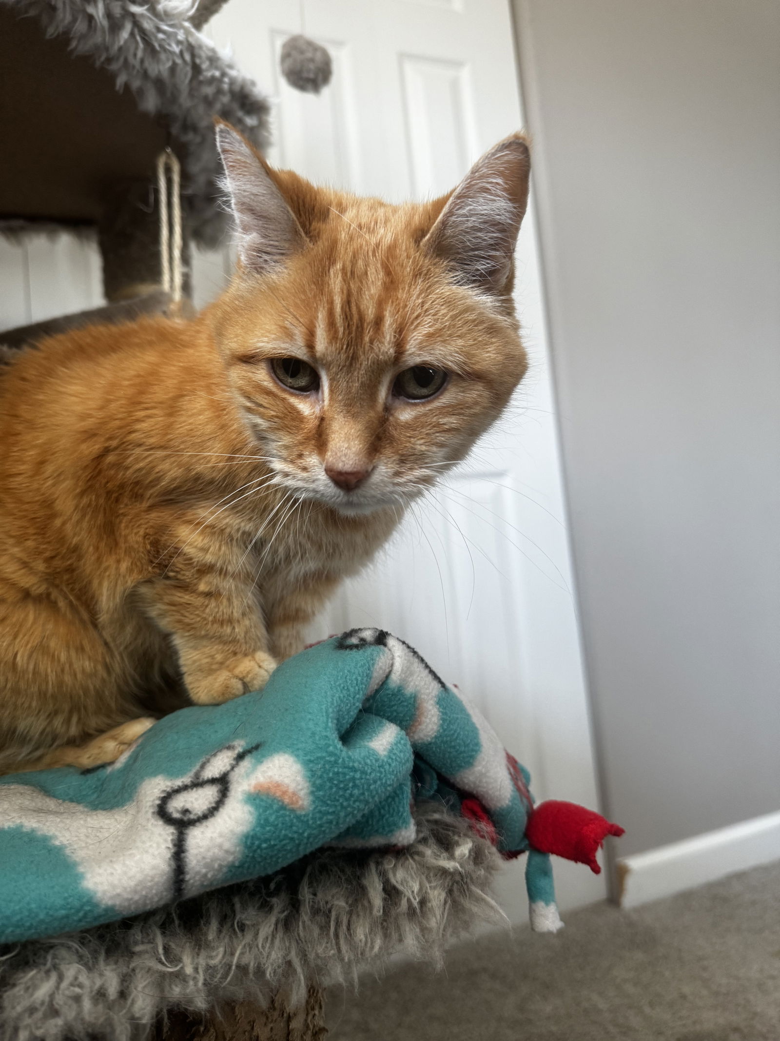 adoptable Cat in Princeton, MN named Chance