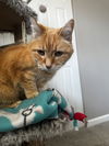 adoptable Cat in princeton, MN named Chance
