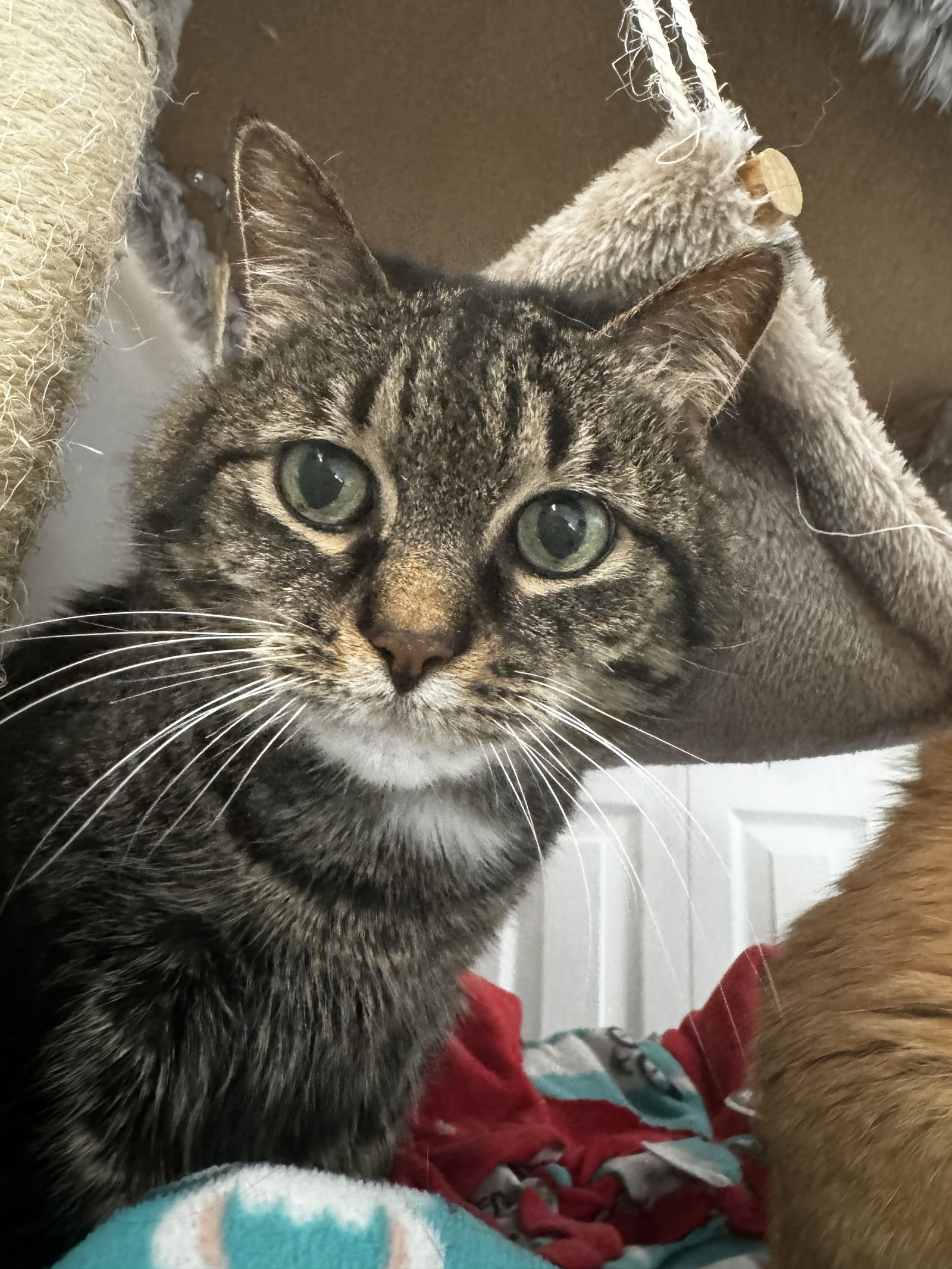 adoptable Cat in Princeton, MN named Lily