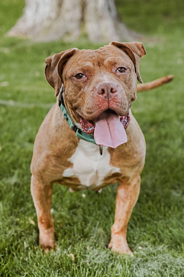 adoptable Dog in Princeton, MN named Coco
