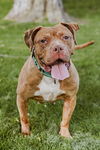 adoptable Dog in princeton, MN named Coco