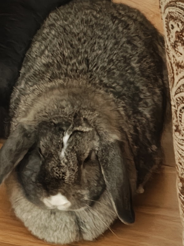 Delilah Bunny