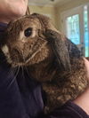 adoptable Rabbit in princeton, MN named Delilah Bunny