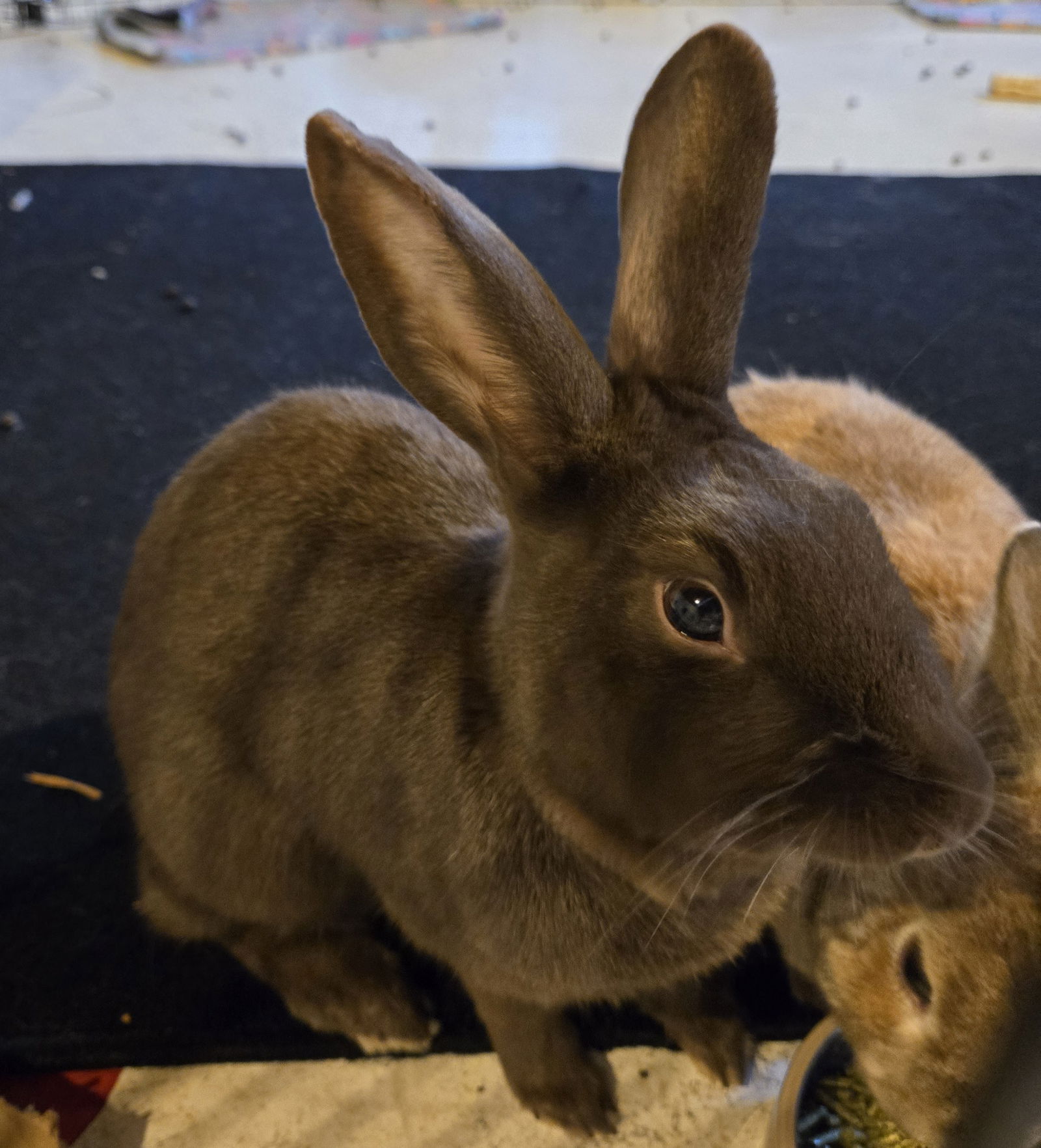 adoptable Rabbit in Princeton, MN named Poppy