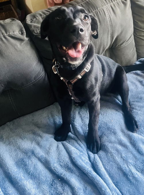 picture of the dog needing adoption
