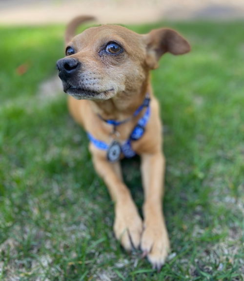 picture of the dog needing adoption