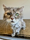 adoptable Cat in  named Ellie