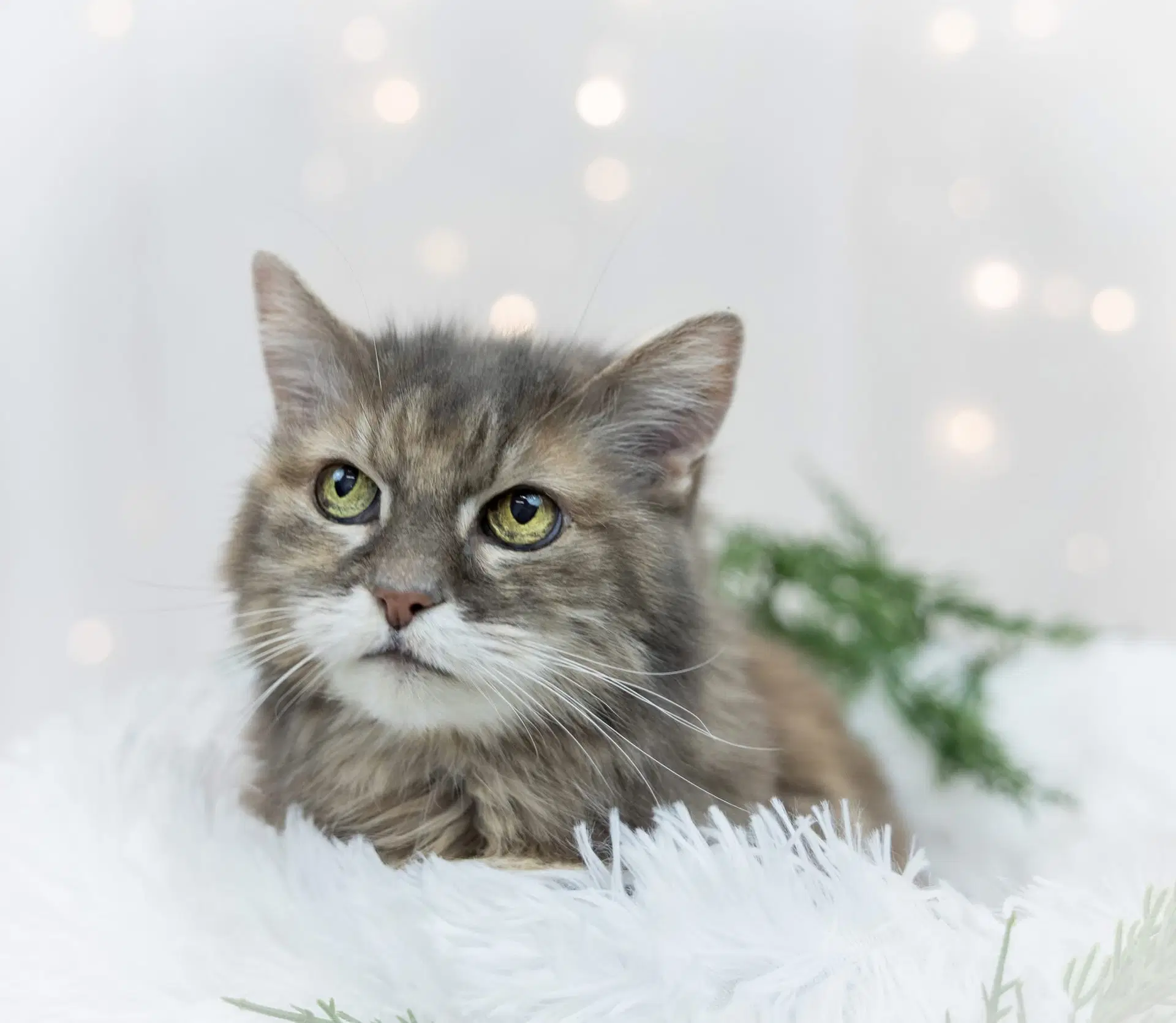 Ellie - Domestic Long Hair