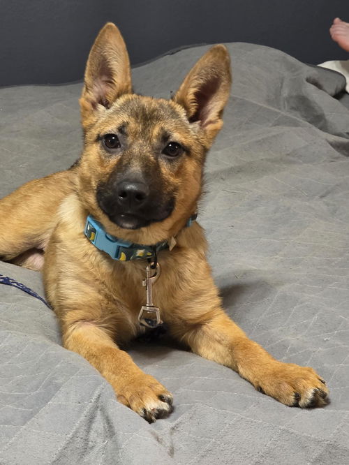 picture of the dog needing adoption