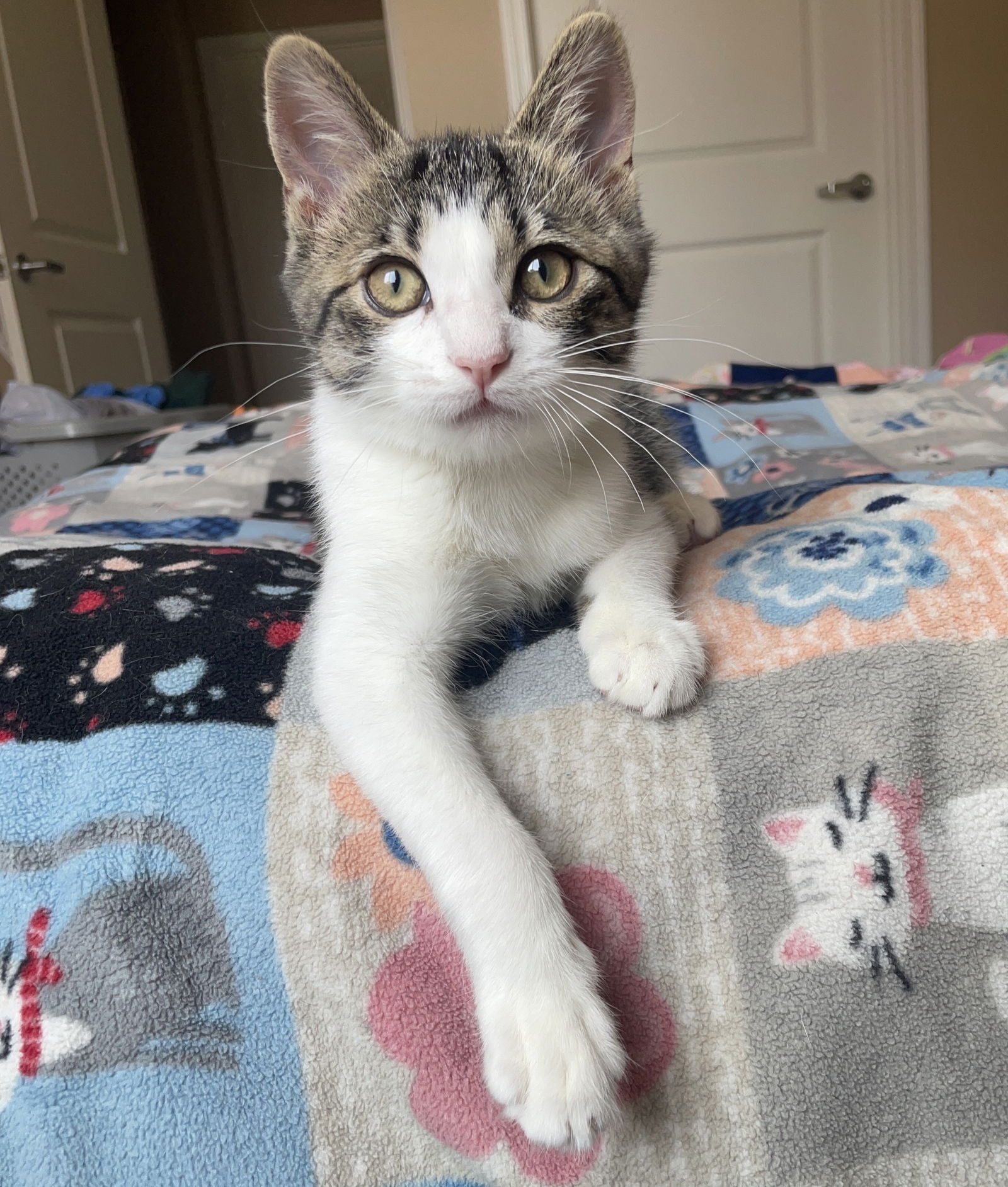 adoptable Cat in Princeton, MN named Challah