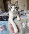 adoptable Cat in princeton, MN named Challah
