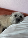 Ayla - Photo 3