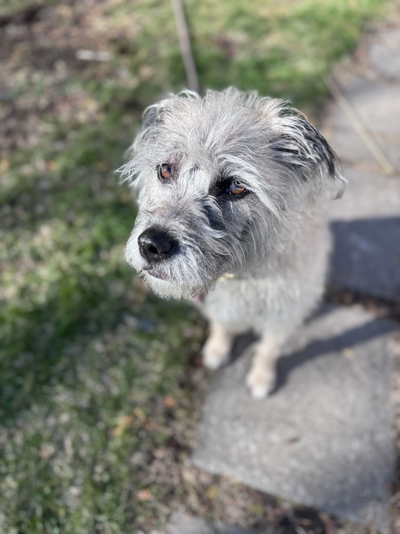 adoptable Dog in Princeton, MN named Ayla