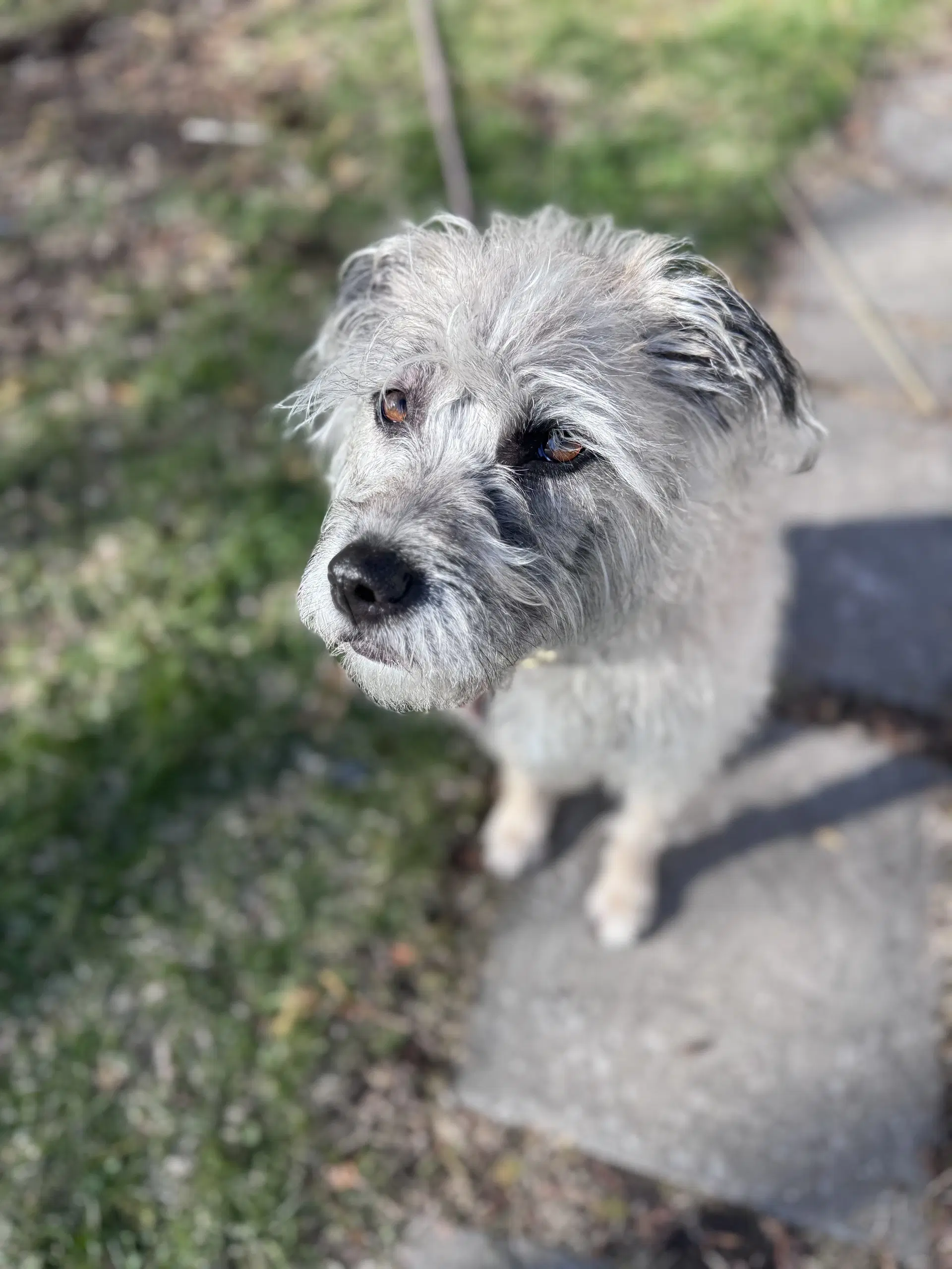 Ayla - Soft-Coated Wheaten Terrier