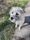 adoptable Dog in Princeton, MN named Ayla