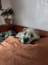 Ayla - Photo 5