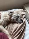 Ayla - Photo 6