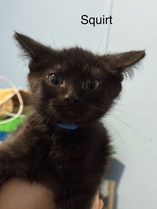 picture of the cat needing adoption