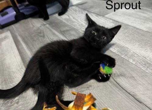 picture of the cat needing adoption
