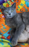 adoptable Cat in minneapolis, MN named Angelica