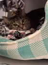 adoptable Cat in  named Emilee