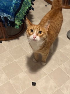 adoptable Cat in Princeton, MN named Rubee