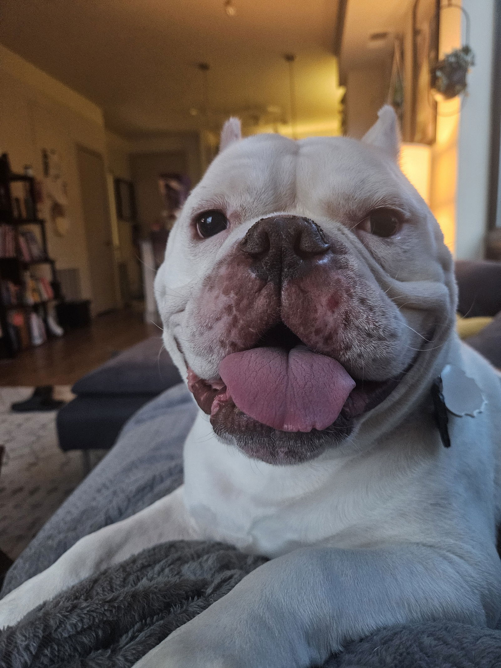 Clyde the Bulldog