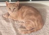 adoptable Cat in princeton, MN named Diamond