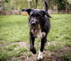 adoptable Dog in princeton, MN named Tuna