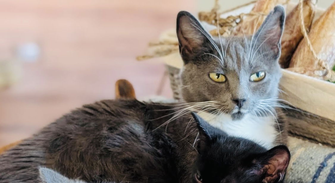adoptable Cat in Princeton, MN named Binxi