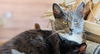 adoptable Cat in princeton, MN named Binxi