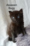 adoptable Cat in Princeton, MN named Assassin Bugg
