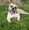 adoptable Dog in  named Bentley