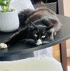 adoptable Cat in Princeton, MN named Cookie