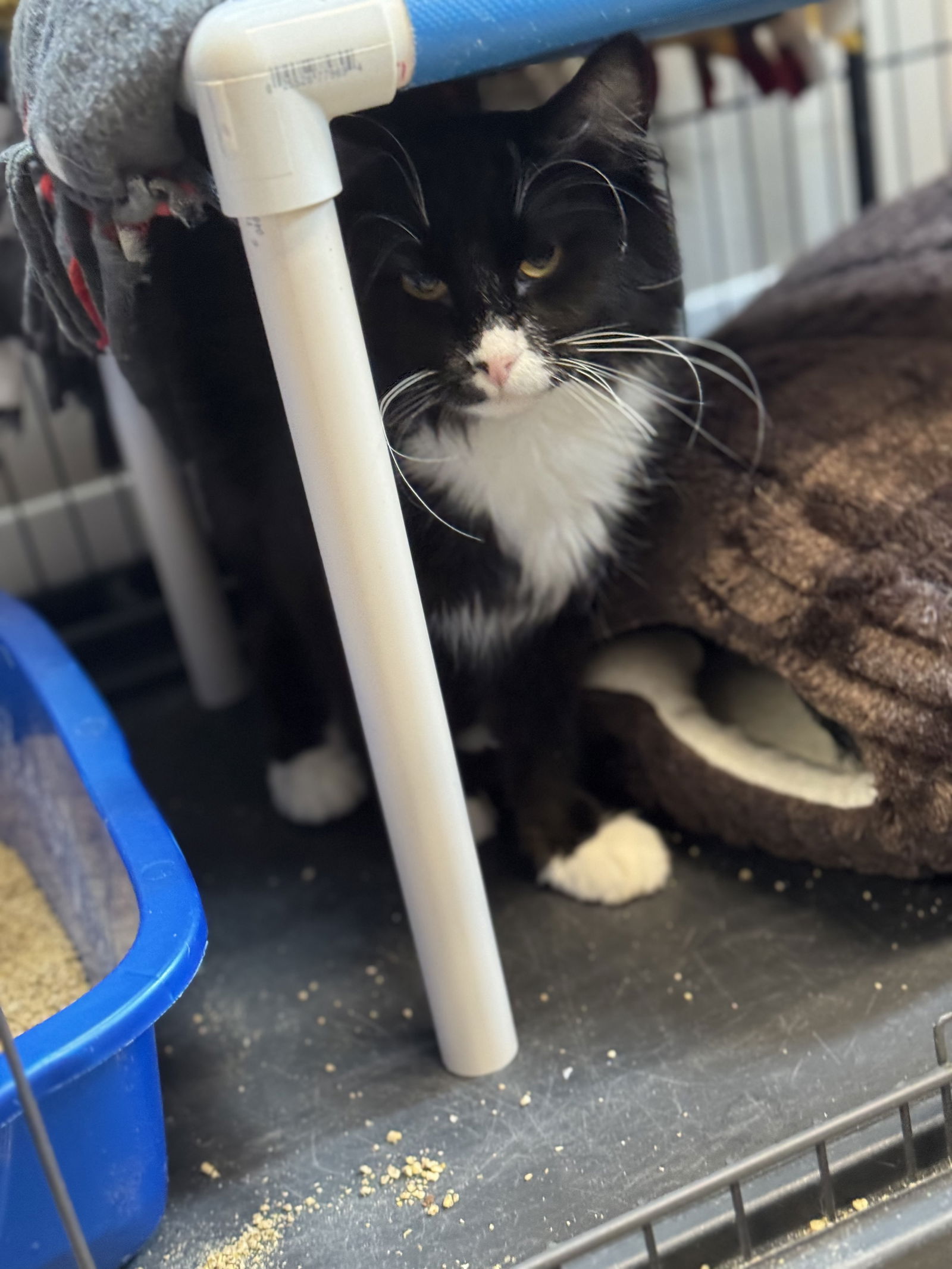 adoptable Cat in Princeton, MN named Cookie