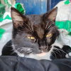 adoptable Cat in Princeton, MN named Astra
