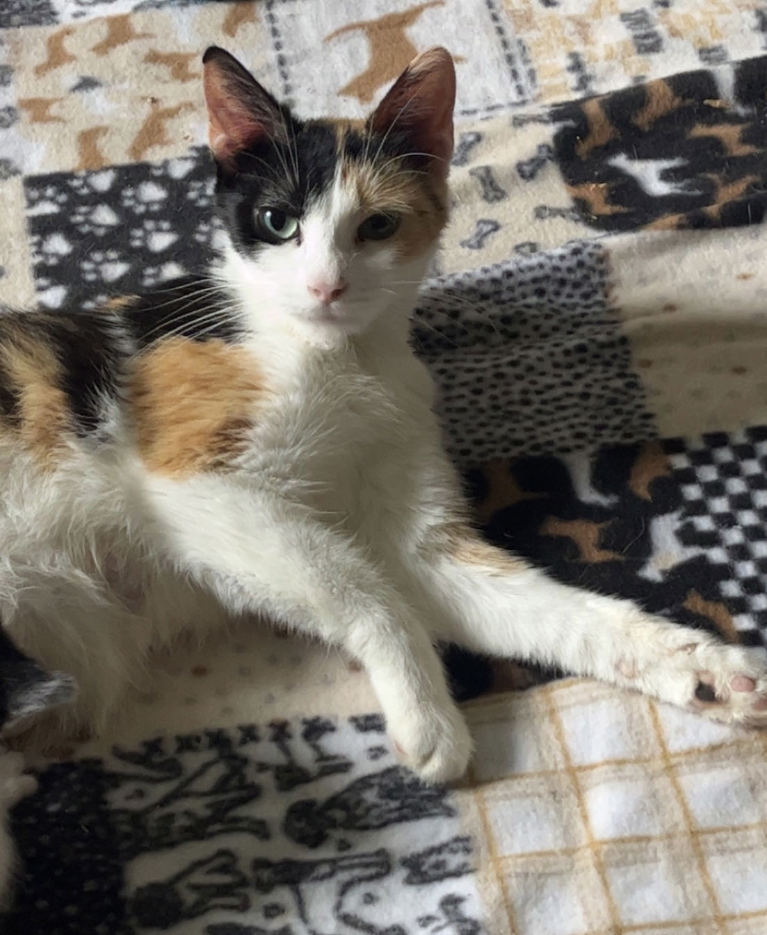 adoptable Cat in Princeton, MN named Buttercup