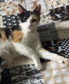 adoptable Cat in princeton, MN named Buttercup