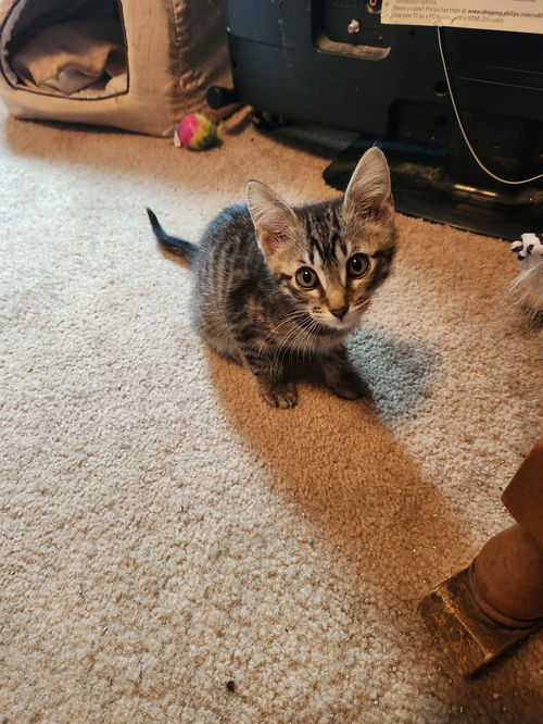 picture of the cat needing adoption