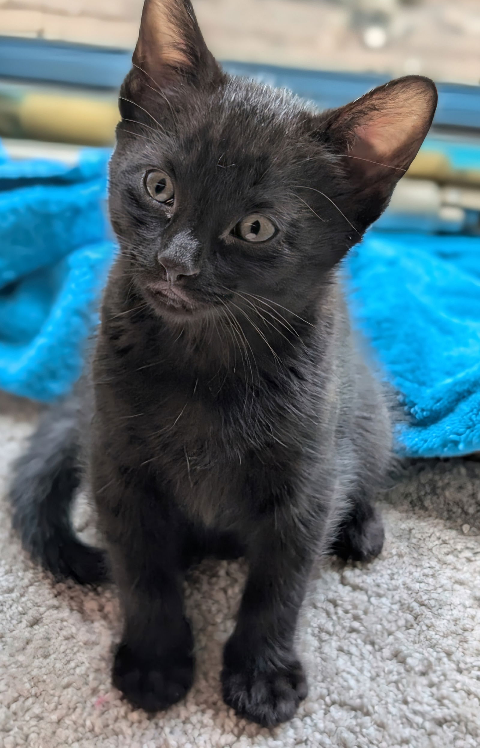 adoptable Cat in Princeton, MN named Moo Moo