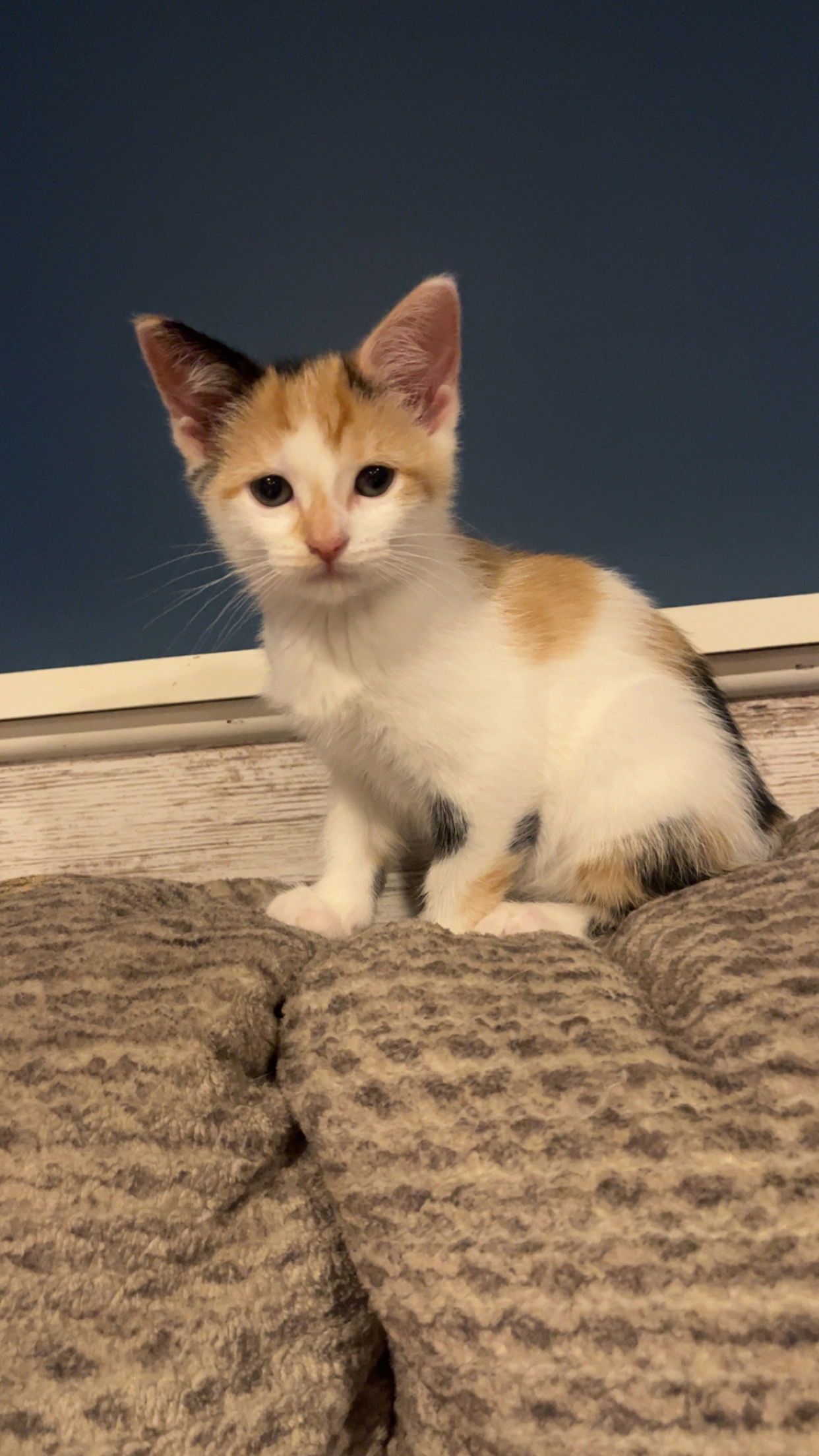 adoptable Cat in Princeton, MN named Buttercream