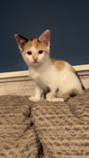 adoptable Cat in princeton, MN named Buttercream