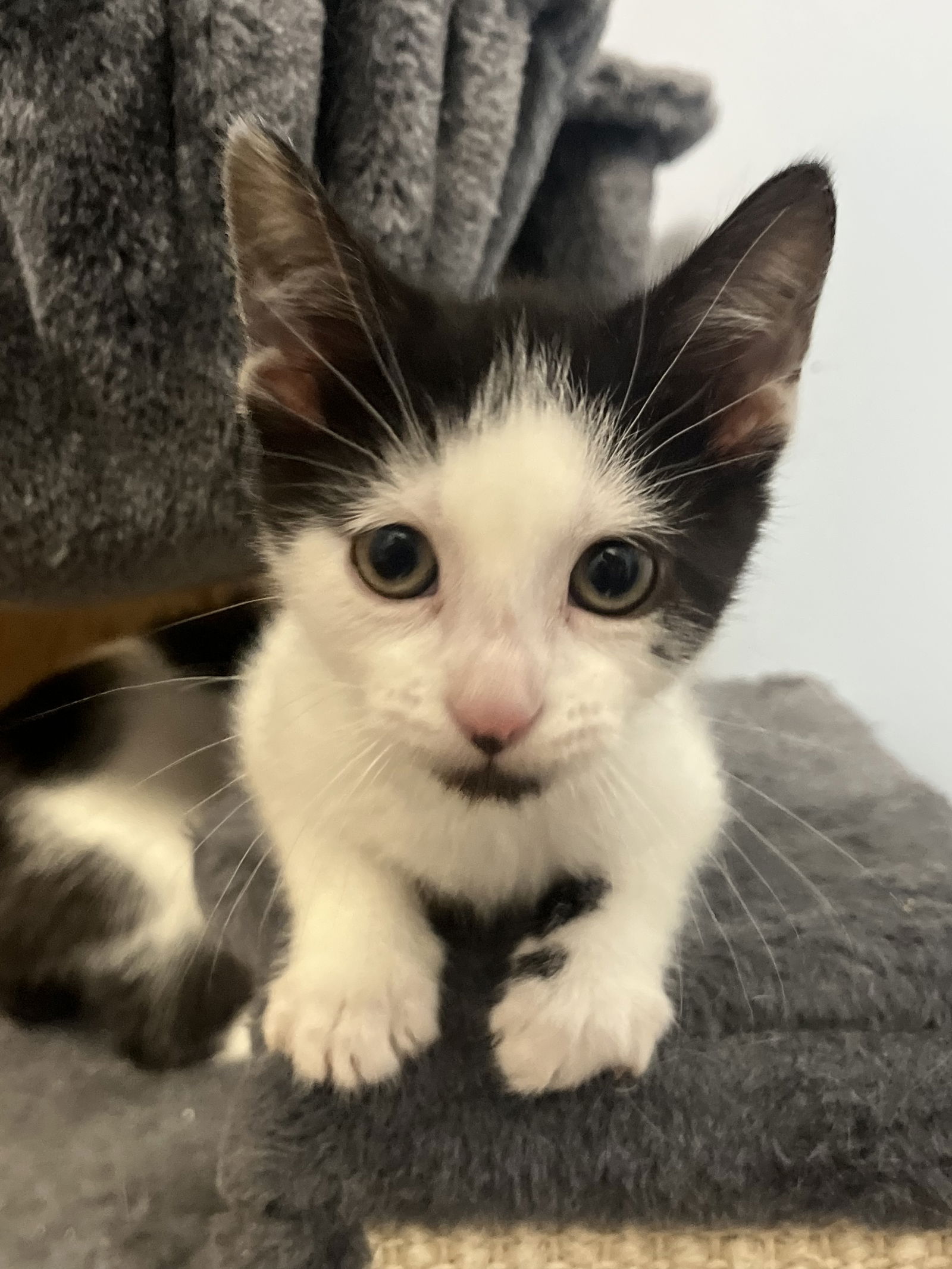 adoptable Cat in Princeton, MN named Buttermilk