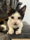 adoptable Cat in princeton, MN named Buttermilk