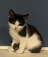 adoptable Cat in princeton, MN named Butterfinger